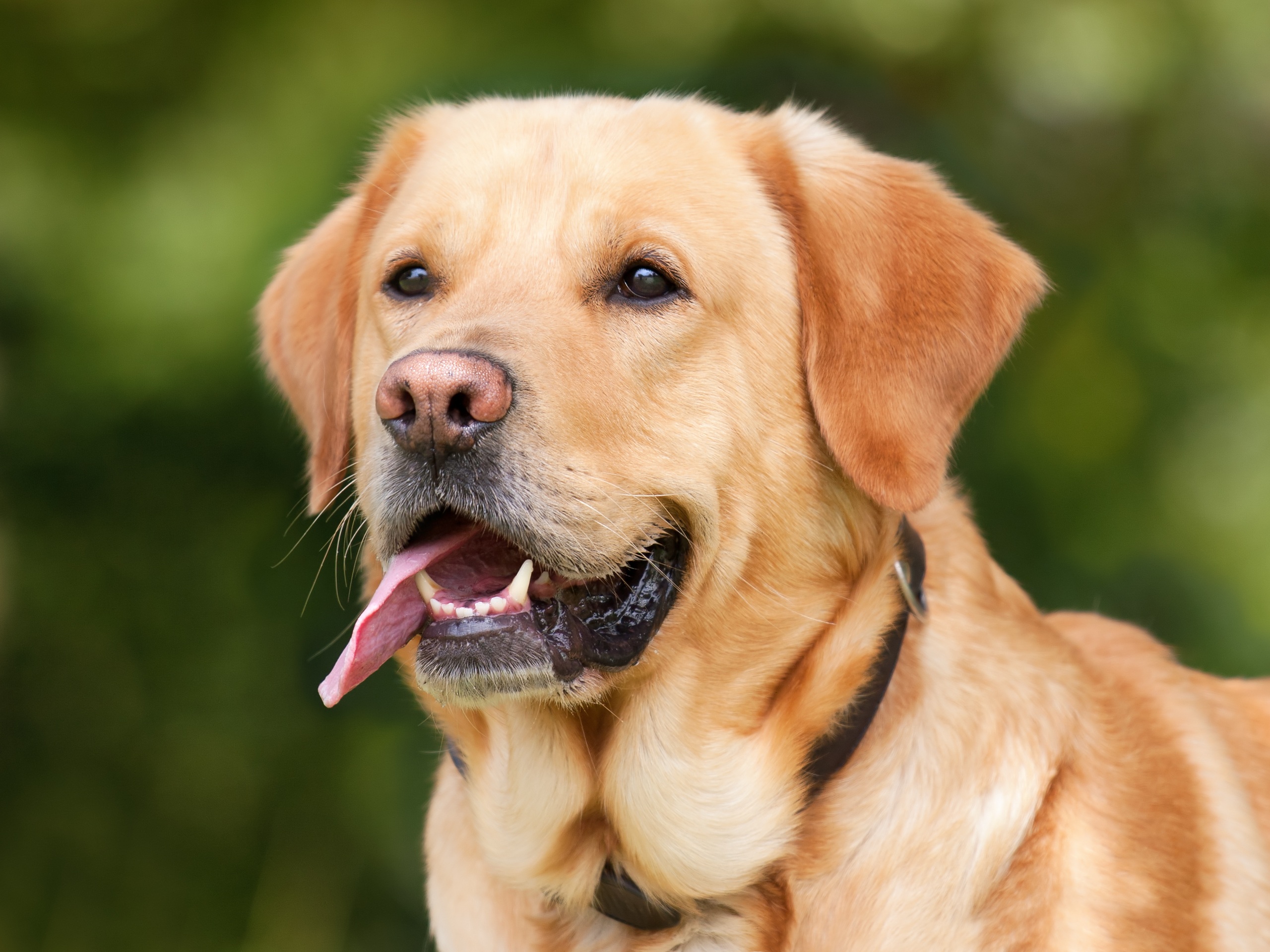 Labrador_Retriever