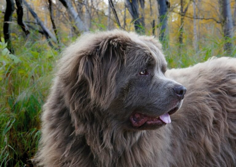 heaviest dogs