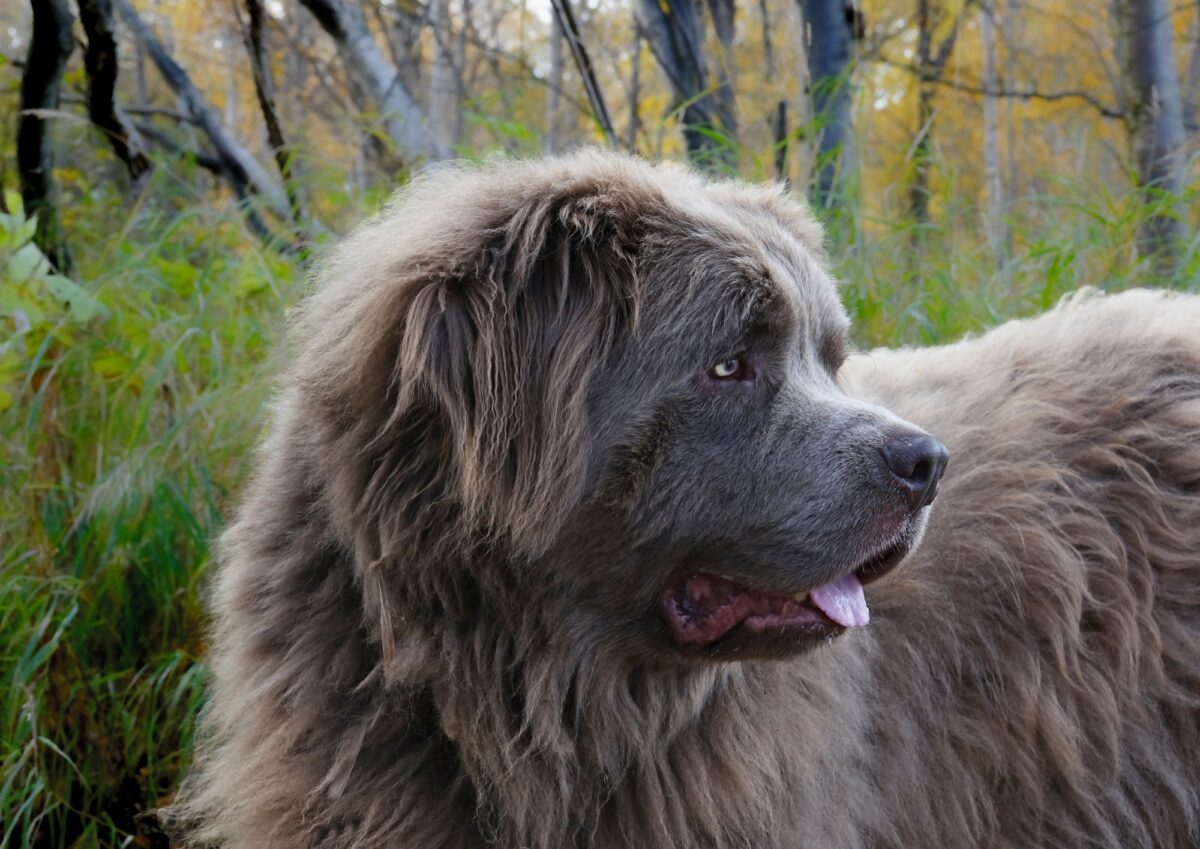 heaviest dogs