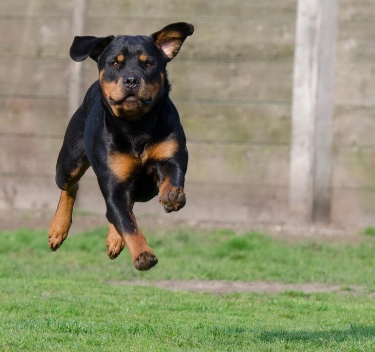 Dogs That Jump Really High