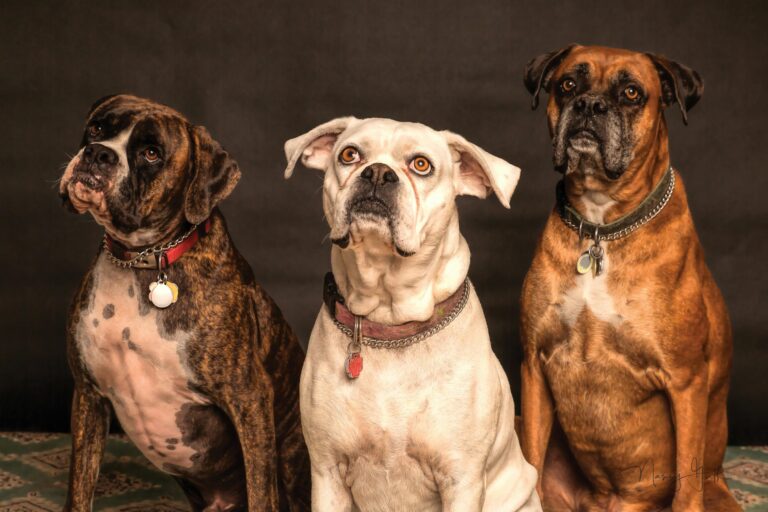Dog Breeds That Are Really Polite and Friendly